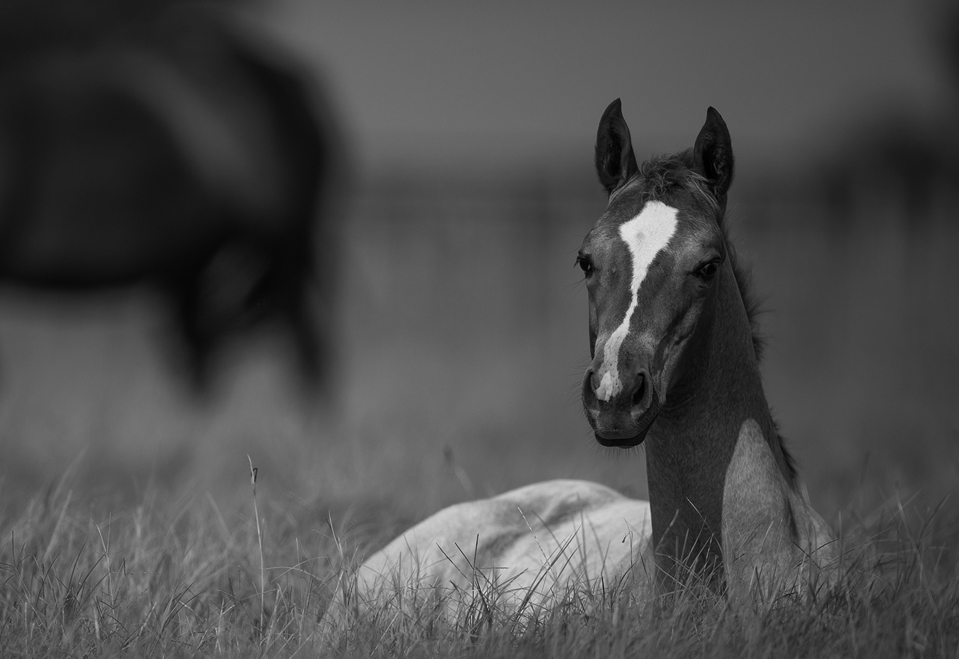 Smooth Talkin Style – Brazos Valley Stallion Station